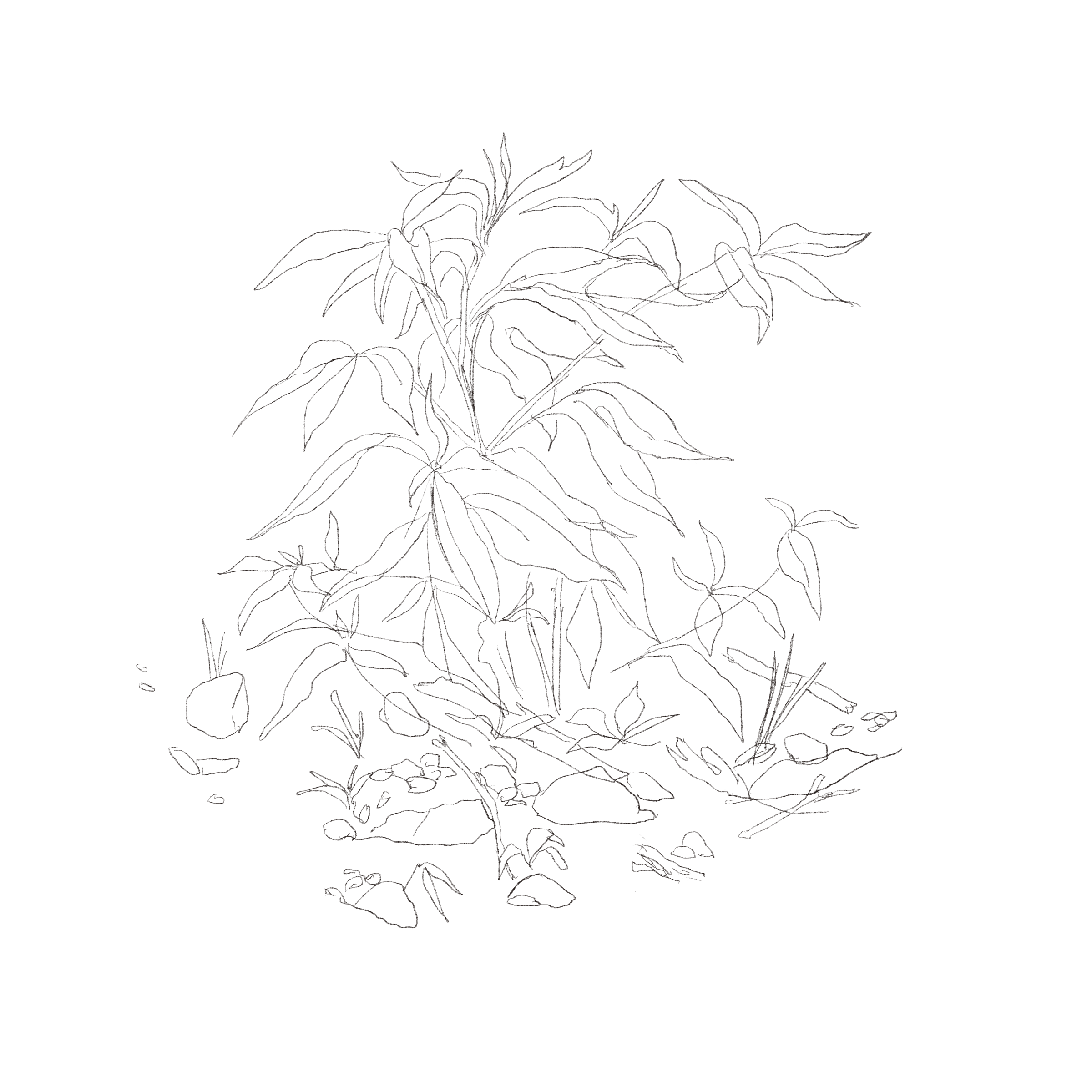 line drawing of plants